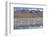 Flamingoes at Laguna Adeyonda on Altiplano, Potosi Department, Bolivia, South America-Ian Trower-Framed Photographic Print