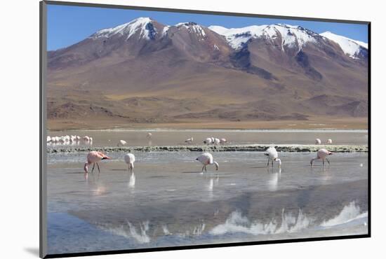 Flamingoes at Laguna Adeyonda on Altiplano, Potosi Department, Bolivia, South America-Ian Trower-Mounted Photographic Print