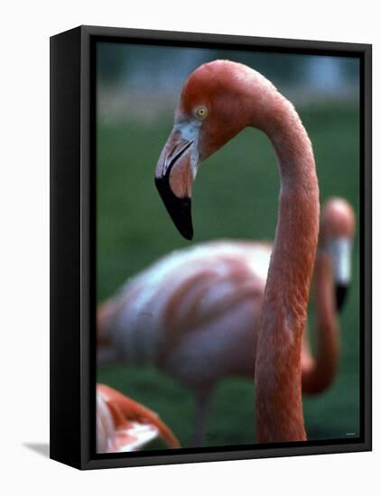 Flamingoes at Western Underwood Zoo, December 1979-null-Framed Stretched Canvas