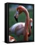 Flamingoes at Western Underwood Zoo, December 1979-null-Framed Stretched Canvas