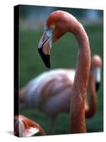 Flamingoes at Western Underwood Zoo, December 1979-null-Stretched Canvas