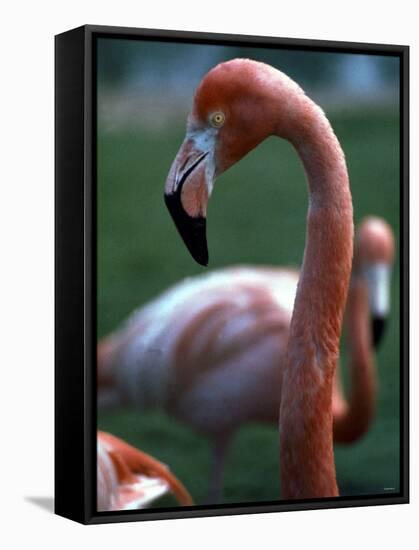 Flamingoes at Western Underwood Zoo, December 1979-null-Framed Stretched Canvas