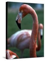 Flamingoes at Western Underwood Zoo, December 1979-null-Stretched Canvas