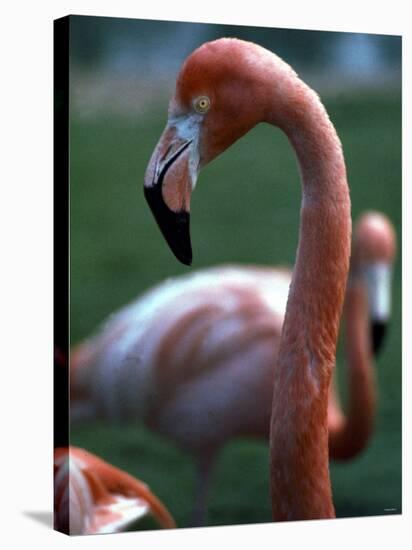 Flamingoes at Western Underwood Zoo, December 1979-null-Stretched Canvas