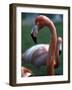 Flamingoes at Western Underwood Zoo, December 1979-null-Framed Photographic Print