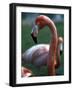 Flamingoes at Western Underwood Zoo, December 1979-null-Framed Photographic Print