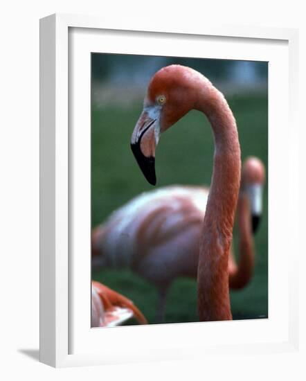 Flamingoes at Western Underwood Zoo, December 1979-null-Framed Photographic Print