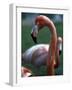 Flamingoes at Western Underwood Zoo, December 1979-null-Framed Photographic Print