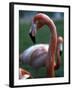 Flamingoes at Western Underwood Zoo, December 1979-null-Framed Photographic Print