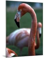 Flamingoes at Western Underwood Zoo, December 1979-null-Mounted Photographic Print