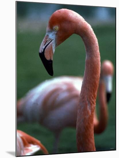 Flamingoes at Western Underwood Zoo, December 1979-null-Mounted Photographic Print