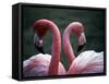 Flamingoes at Western Underwood Zoo, December 1979-null-Framed Stretched Canvas