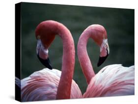 Flamingoes at Western Underwood Zoo, December 1979-null-Stretched Canvas