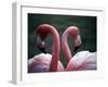 Flamingoes at Western Underwood Zoo, December 1979-null-Framed Photographic Print