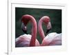 Flamingoes at Western Underwood Zoo, December 1979-null-Framed Photographic Print