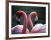 Flamingoes at Western Underwood Zoo, December 1979-null-Framed Photographic Print