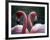 Flamingoes at Western Underwood Zoo, December 1979-null-Framed Photographic Print