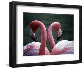 Flamingoes at Western Underwood Zoo, December 1979-null-Framed Photographic Print