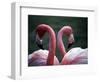 Flamingoes at Western Underwood Zoo, December 1979-null-Framed Photographic Print