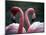 Flamingoes at Western Underwood Zoo, December 1979-null-Mounted Photographic Print