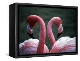 Flamingoes at Western Underwood Zoo, December 1979-null-Framed Stretched Canvas