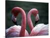 Flamingoes at Western Underwood Zoo, December 1979-null-Stretched Canvas