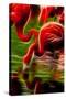 Flamingoes Feeding at the Jacksonville Zoo, Florida, Digitally Altered-Rona Schwarz-Stretched Canvas