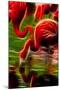 Flamingoes Feeding at the Jacksonville Zoo, Florida, Digitally Altered-Rona Schwarz-Mounted Premium Photographic Print