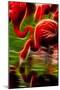 Flamingoes Feeding at the Jacksonville Zoo, Florida, Digitally Altered-Rona Schwarz-Mounted Photographic Print