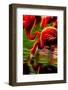 Flamingoes Feeding at the Jacksonville Zoo, Florida, Digitally Altered-Rona Schwarz-Framed Photographic Print