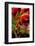 Flamingoes Feeding at the Jacksonville Zoo, Florida, Digitally Altered-Rona Schwarz-Framed Photographic Print