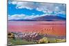 Flamingoes in Laguna Colorada , Uyuni, Bolivia-Byelikova Oksana-Mounted Photographic Print