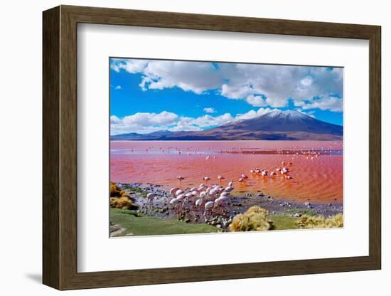 Flamingoes in Laguna Colorada , Uyuni, Bolivia-Byelikova Oksana-Framed Photographic Print