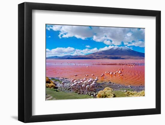 Flamingoes in Laguna Colorada , Uyuni, Bolivia-Byelikova Oksana-Framed Photographic Print