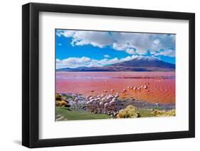 Flamingoes in Laguna Colorada , Uyuni, Bolivia-Byelikova Oksana-Framed Photographic Print