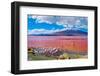 Flamingoes in Laguna Colorada , Uyuni, Bolivia-Byelikova Oksana-Framed Photographic Print