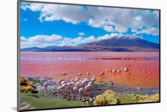 Flamingoes in Laguna Colorada , Uyuni, Bolivia-Byelikova Oksana-Mounted Photographic Print