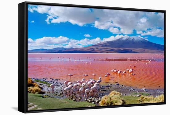 Flamingoes in Laguna Colorada , Uyuni, Bolivia-Byelikova Oksana-Framed Stretched Canvas