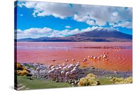 Flamingoes in Laguna Colorada , Uyuni, Bolivia-Byelikova Oksana-Stretched Canvas