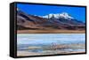 Flamingoes in Laguna Verde ,Bolivia-nok3709001-Framed Stretched Canvas