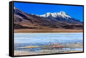 Flamingoes in Laguna Verde ,Bolivia-nok3709001-Framed Stretched Canvas