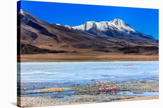 Flamingoes in Laguna Verde ,Bolivia-nok3709001-Stretched Canvas