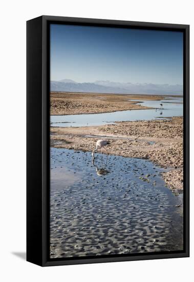 Flamingoes in Shallow Water at Laguna De Chaxa (Chaxa Lake) at Dawn, San Pedro, Chile-Kimberly Walker-Framed Stretched Canvas