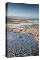 Flamingoes in Shallow Water at Laguna De Chaxa (Chaxa Lake) at Dawn, San Pedro, Chile-Kimberly Walker-Stretched Canvas