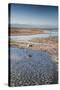 Flamingoes in Shallow Water at Laguna De Chaxa (Chaxa Lake) at Dawn, San Pedro, Chile-Kimberly Walker-Stretched Canvas