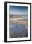 Flamingoes in Shallow Water at Laguna De Chaxa (Chaxa Lake) at Dawn, San Pedro, Chile-Kimberly Walker-Framed Photographic Print