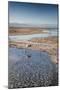 Flamingoes in Shallow Water at Laguna De Chaxa (Chaxa Lake) at Dawn, San Pedro, Chile-Kimberly Walker-Mounted Photographic Print