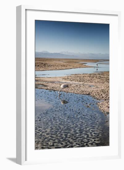 Flamingoes in Shallow Water at Laguna De Chaxa (Chaxa Lake) at Dawn, San Pedro, Chile-Kimberly Walker-Framed Photographic Print