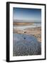 Flamingoes in Shallow Water at Laguna De Chaxa (Chaxa Lake) at Dawn, San Pedro, Chile-Kimberly Walker-Framed Photographic Print