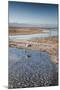 Flamingoes in Shallow Water at Laguna De Chaxa (Chaxa Lake) at Dawn, San Pedro, Chile-Kimberly Walker-Mounted Photographic Print